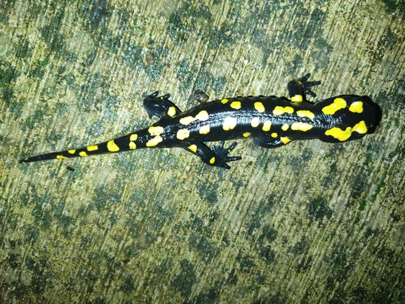 Salamandra infraimmaculata  photographed by רמדאן עיסא 