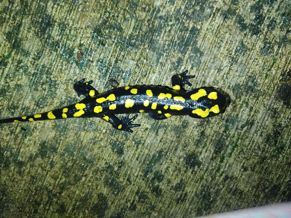 Salamandra infraimmaculata  photographed by רמדאן עיסא 