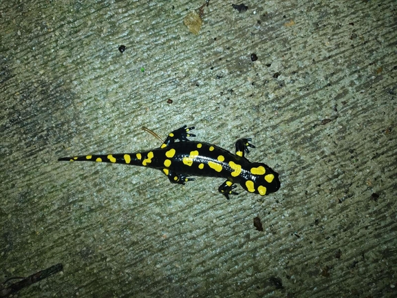 Salamandra infraimmaculata  photographed by רמדאן עיסא 