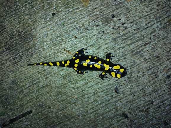 Salamandra infraimmaculata  photographed by רמדאן עיסא 