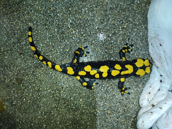 Salamandra infraimmaculata  photographed by רמדאן עיסא 