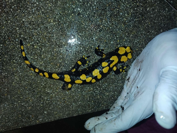 Salamandra infraimmaculata  photographed by רמדאן עיסא 