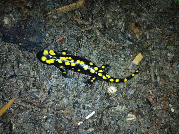 Salamandra infraimmaculata  photographed by רמדאן עיסא 