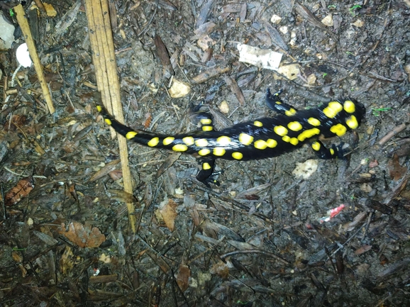 Salamandra infraimmaculata  photographed by רמדאן עיסא 