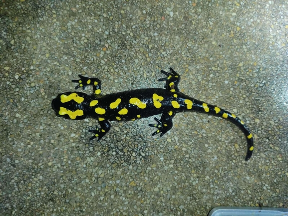 Salamandra infraimmaculata  photographed by רמדאן עיסא 