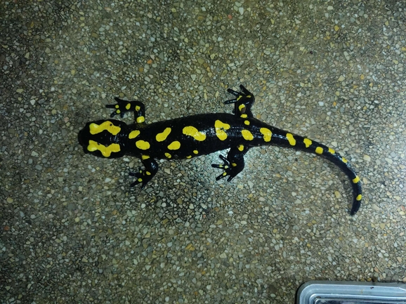 Salamandra infraimmaculata  photographed by רמדאן עיסא 