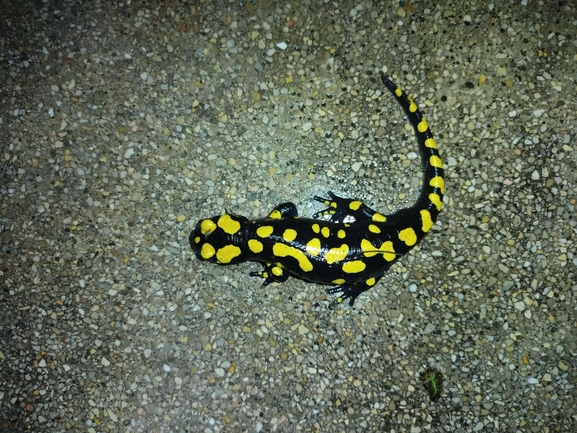 Salamandra infraimmaculata  photographed by רמדאן עיסא 