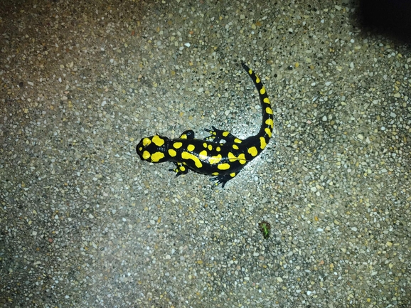 Salamandra infraimmaculata  photographed by רמדאן עיסא 