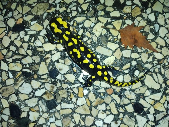 Salamandra infraimmaculata  photographed by רמדאן עיסא 