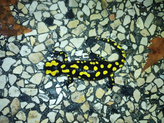 Salamandra infraimmaculata  photographed by רמדאן עיסא 