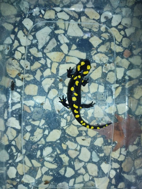 Salamandra infraimmaculata  photographed by רמדאן עיסא 