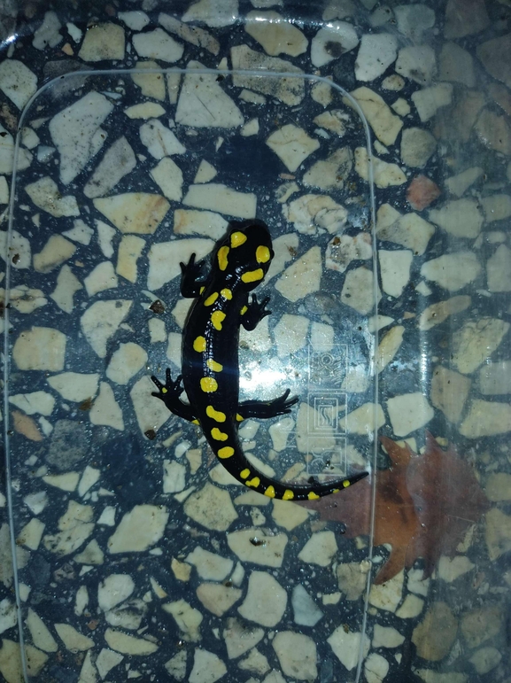 Salamandra infraimmaculata  photographed by רמדאן עיסא 