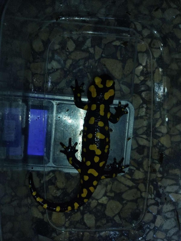 Salamandra infraimmaculata  photographed by רמדאן עיסא 