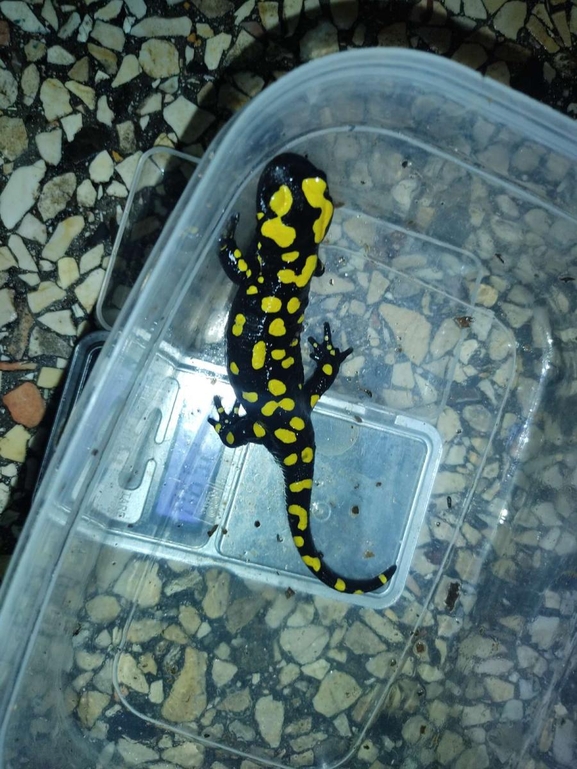 Salamandra infraimmaculata  photographed by רמדאן עיסא 