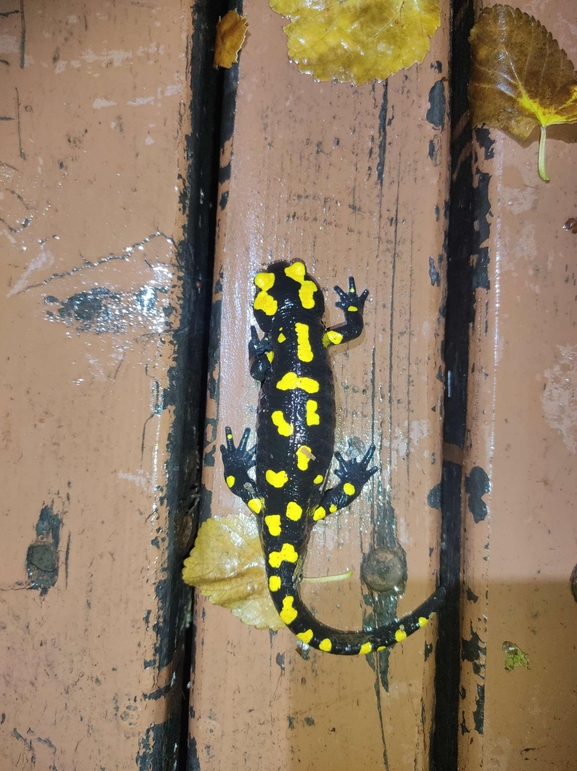 Salamandra infraimmaculata  photographed by רמדאן עיסא 