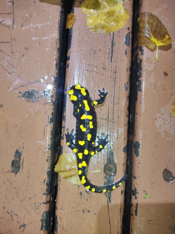 Salamandra infraimmaculata  photographed by רמדאן עיסא 