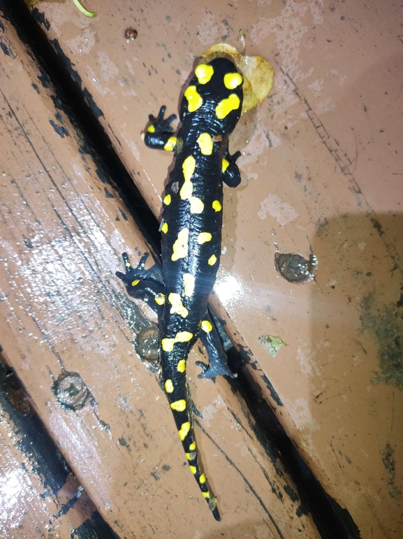 Salamandra infraimmaculata  photographed by רמדאן עיסא 