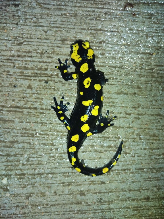 Salamandra infraimmaculata  photographed by רמדאן עיסא 