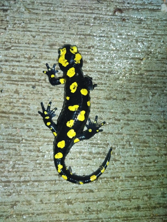 Salamandra infraimmaculata  photographed by רמדאן עיסא 