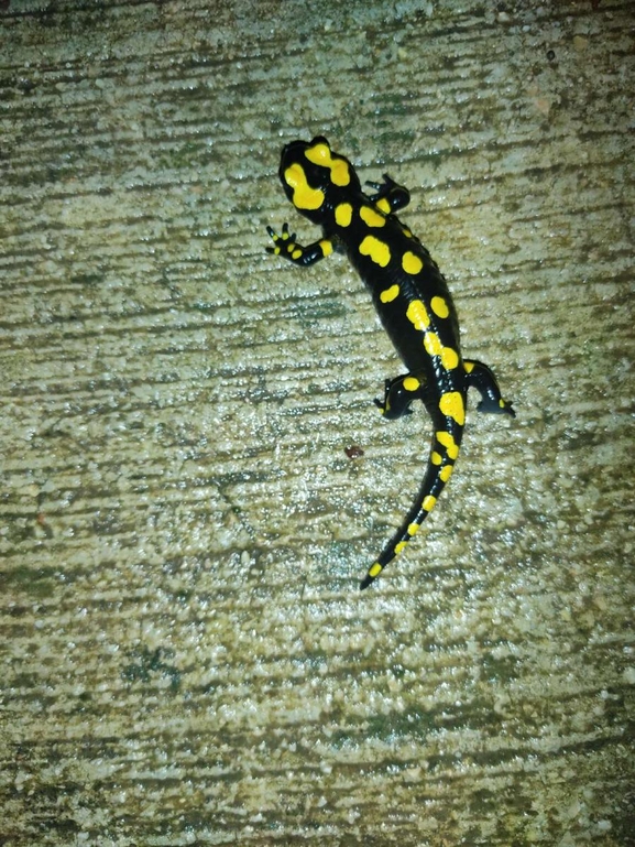 Salamandra infraimmaculata  photographed by רמדאן עיסא 