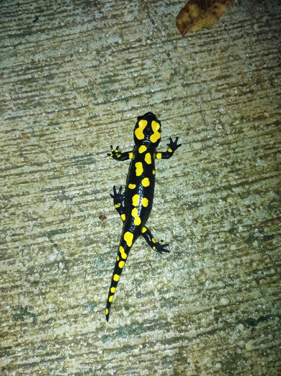 Salamandra infraimmaculata  photographed by רמדאן עיסא 