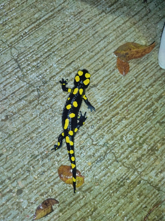 Salamandra infraimmaculata  photographed by רמדאן עיסא 