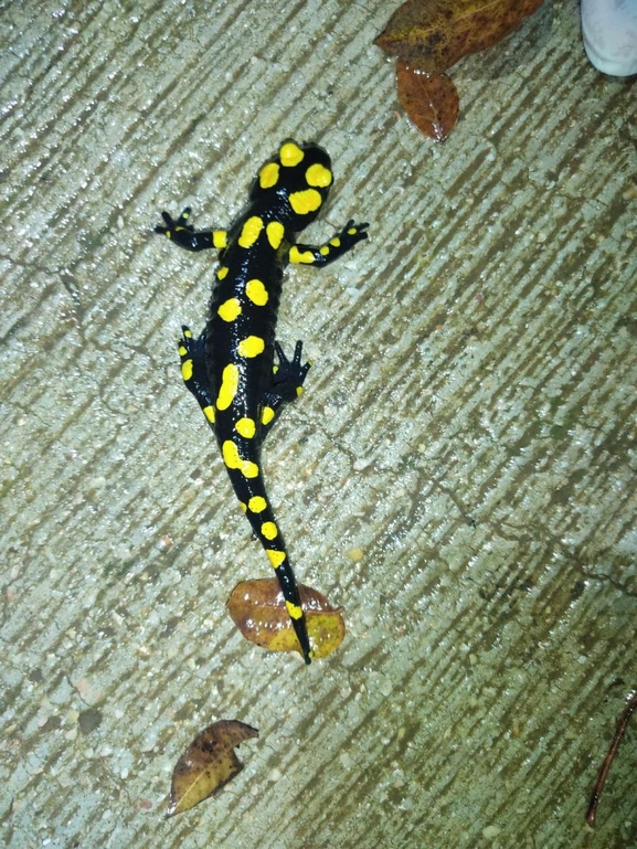 Salamandra infraimmaculata  photographed by רמדאן עיסא 