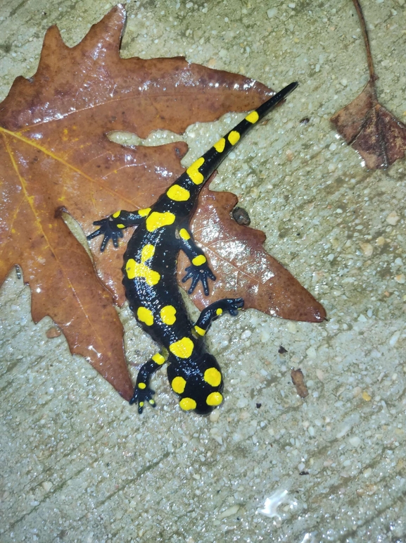 Salamandra infraimmaculata  photographed by רמדאן עיסא 