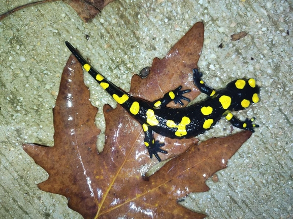 Salamandra infraimmaculata  photographed by רמדאן עיסא 