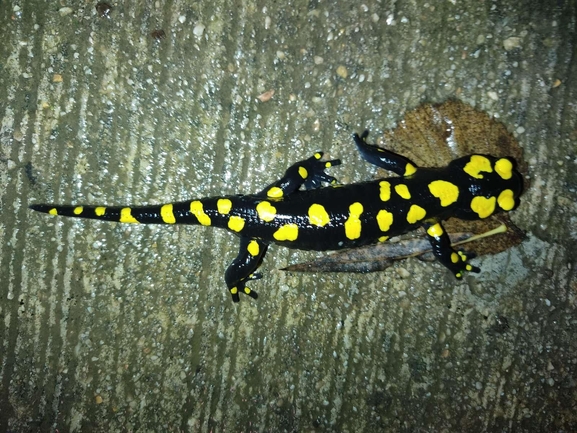 Salamandra infraimmaculata  photographed by רמדאן עיסא 