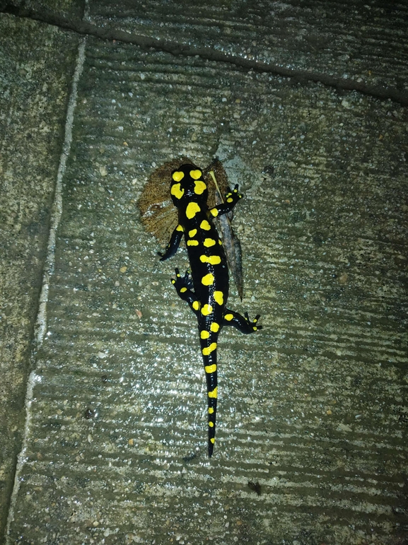 Salamandra infraimmaculata  photographed by רמדאן עיסא 