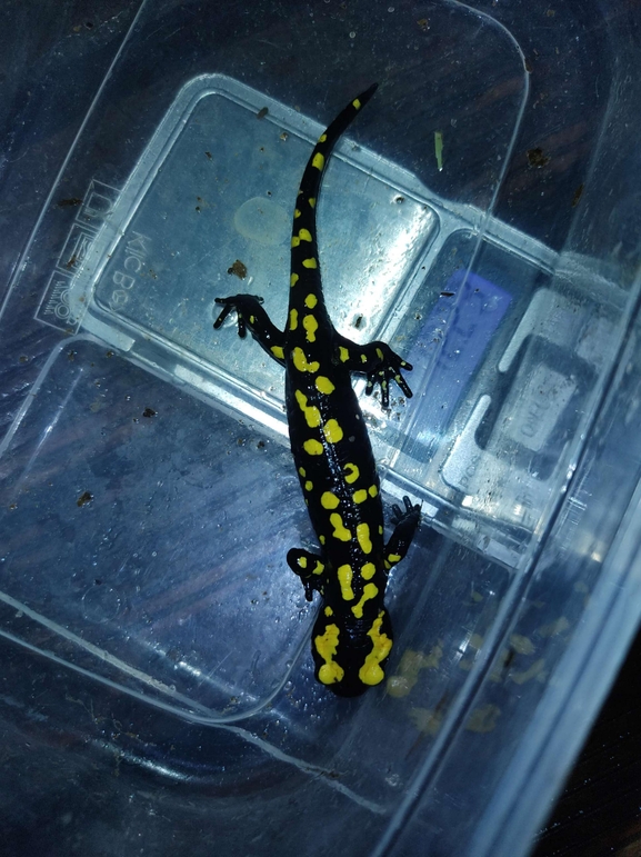 Salamandra infraimmaculata  photographed by רמדאן עיסא 