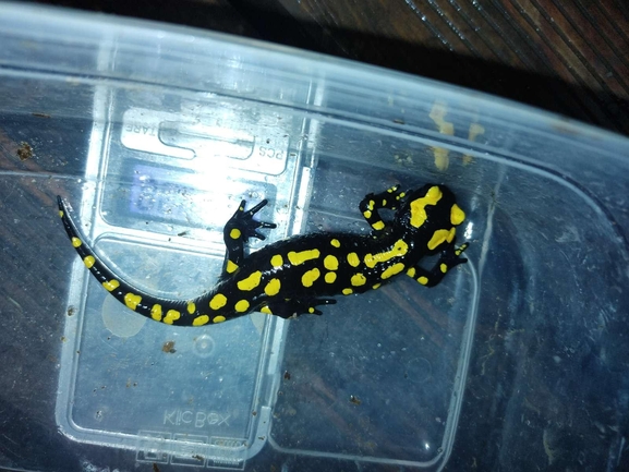 Salamandra infraimmaculata  photographed by רמדאן עיסא 