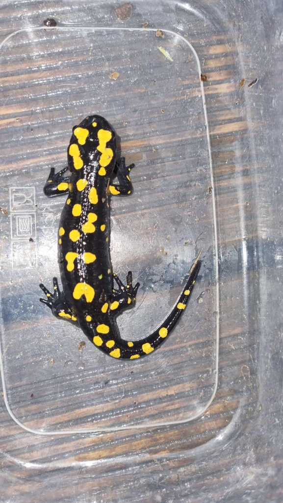 Salamandra infraimmaculata  photographed by רמדאן עיסא 