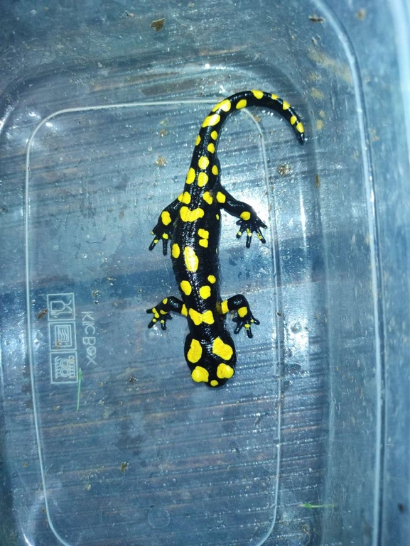 Salamandra infraimmaculata  photographed by רמדאן עיסא 