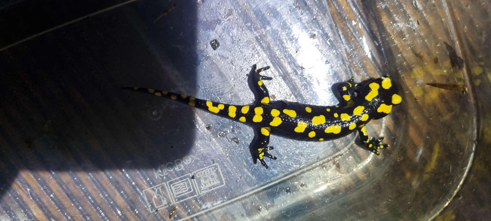 Salamandra infraimmaculata  photographed by רמדאן עיסא 