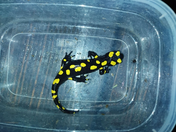 Salamandra infraimmaculata  photographed by רמדאן עיסא 