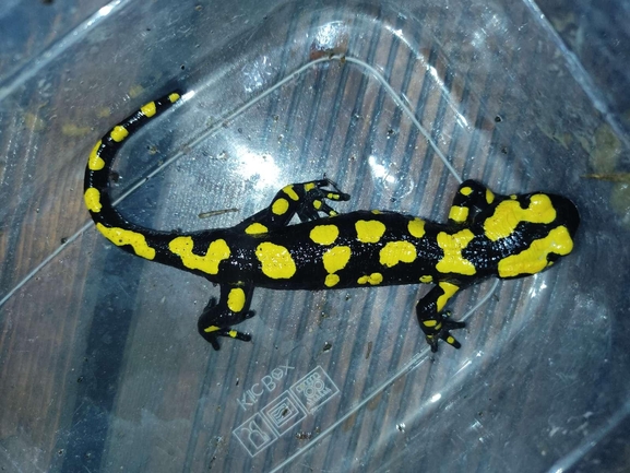 Salamandra infraimmaculata  photographed by רמדאן עיסא 