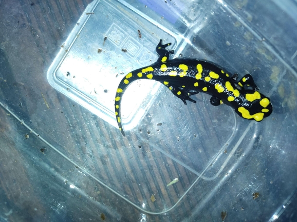 Salamandra infraimmaculata  photographed by רמדאן עיסא 