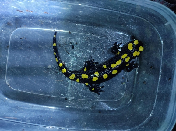 Salamandra infraimmaculata  photographed by רמדאן עיסא 