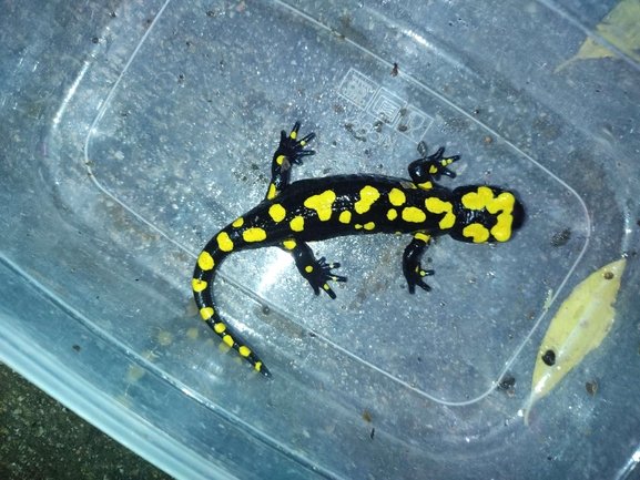 Salamandra infraimmaculata  photographed by רמדאן עיסא 