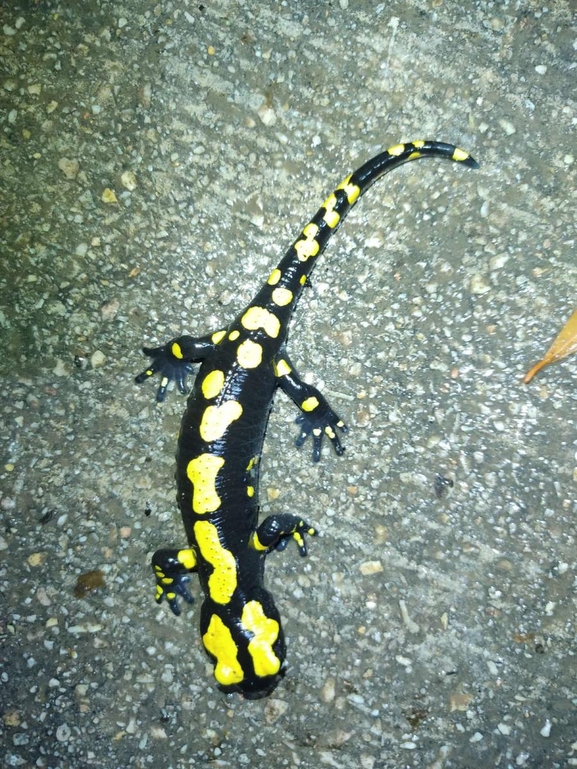 Salamandra infraimmaculata  photographed by רמדאן עיסא 