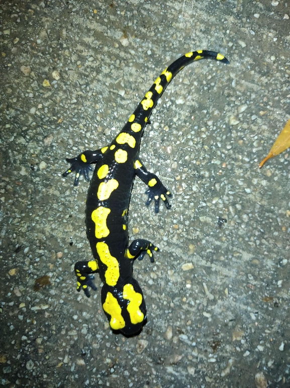 Salamandra infraimmaculata  photographed by רמדאן עיסא 