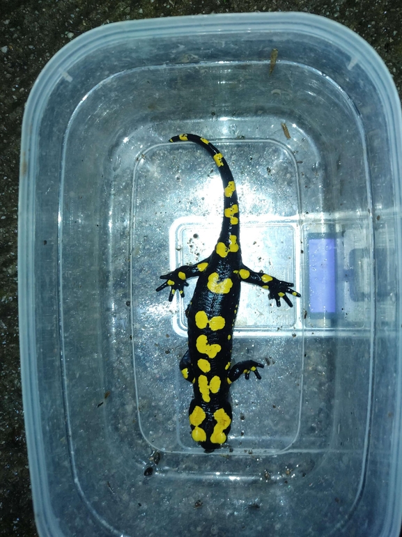 Salamandra infraimmaculata  photographed by רמדאן עיסא 