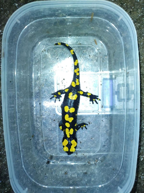 Salamandra infraimmaculata  photographed by רמדאן עיסא 