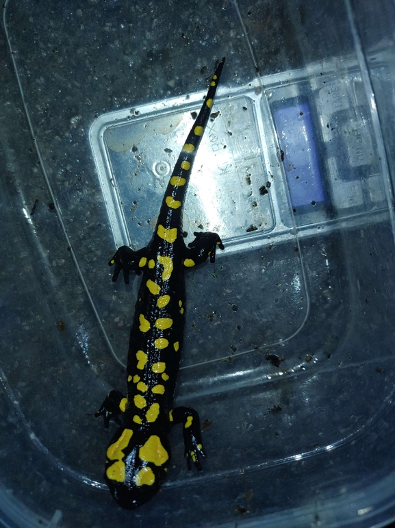 Salamandra infraimmaculata  photographed by רמדאן עיסא 