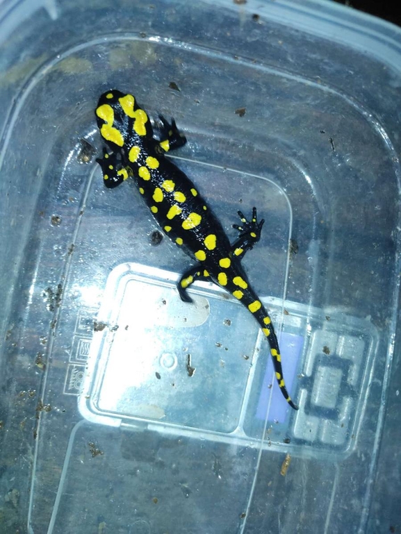 Salamandra infraimmaculata  photographed by רמדאן עיסא 