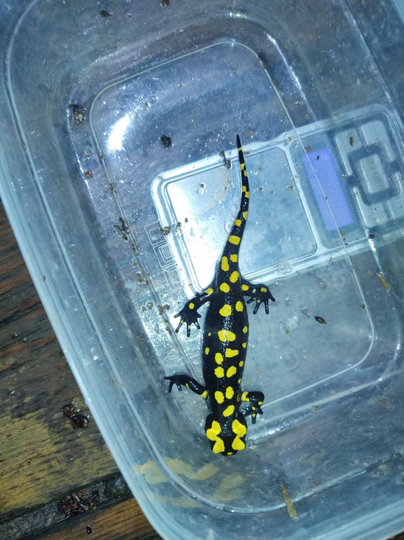 Salamandra infraimmaculata  photographed by רמדאן עיסא 