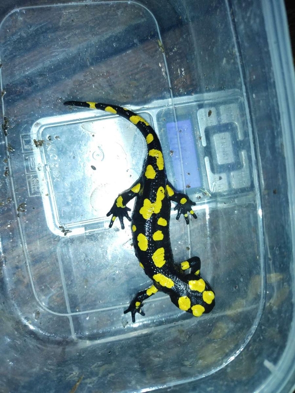 Salamandra infraimmaculata  photographed by רמדאן עיסא 