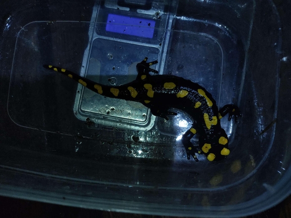 Salamandra infraimmaculata  photographed by רמדאן עיסא 